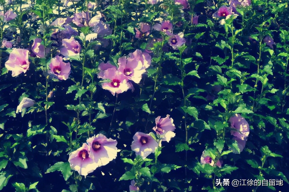 木槿花开温柔的坚持,木槿花始终温柔地坚持