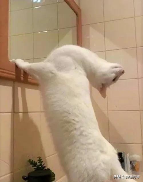 医生说我家猫很有性格,医生说我的猫有点傻