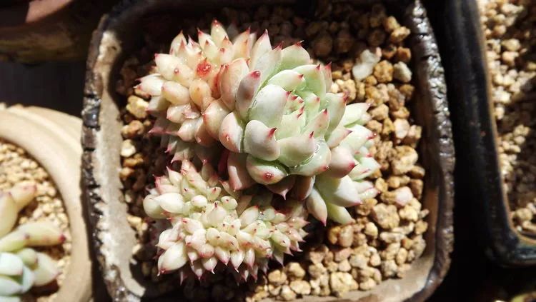 爱机车,爱多肉,宝妈花姐的诗和远方