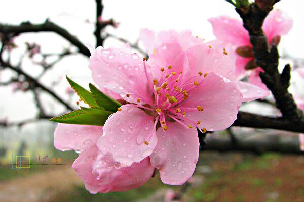 小学生必读名著伊索寓言,中考寓言童话类阅读理解答题技巧