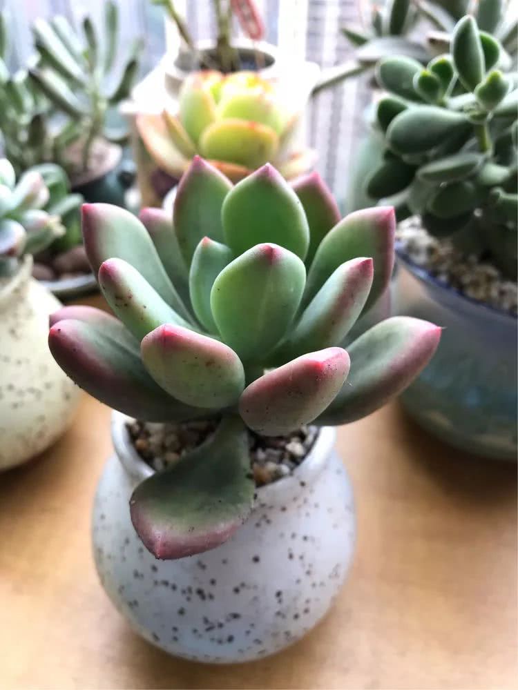 多肉名字怎么记,多肉的品种图片及名字寓意