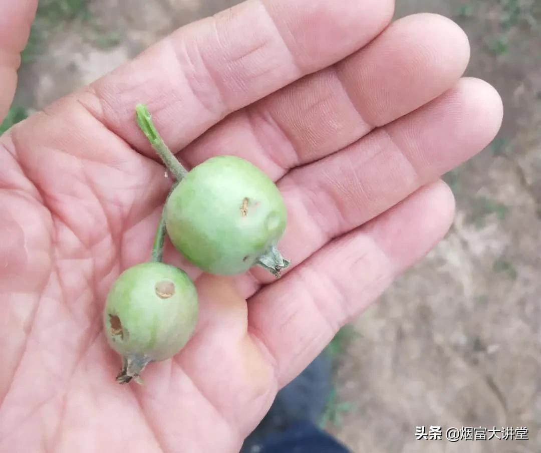 套袋前三遍药怎样喷,苹果套袋前三遍药用药表