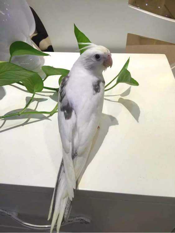 玄凤鹦鹉是不是国家保护动物,玄凤鹦鹉是国家保护动物