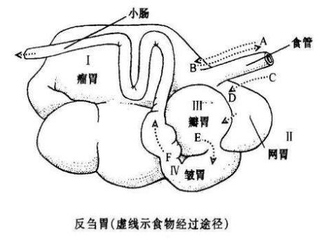 山羊的消化时间,山羊消化不良的症状