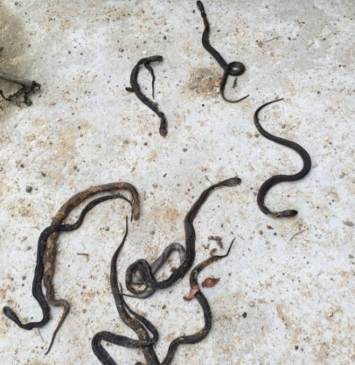 人工蛇类养殖技术视频教学,人工养殖蛇类可行性报告