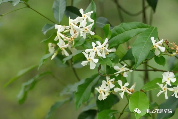 络石（Trachelospermumjasminoides）