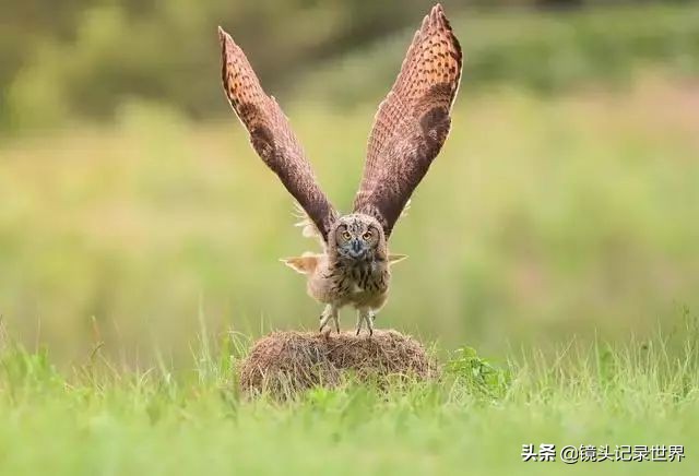后键对焦怎么设置最清晰,后键对焦拍照技巧