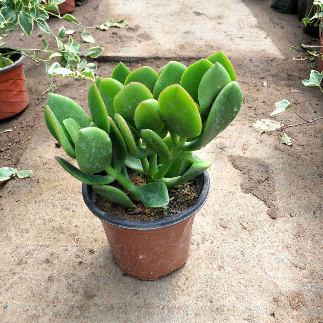 家有花卉盆景,家有绿植盆景