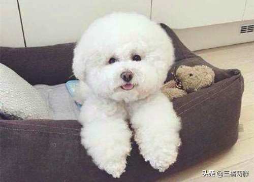 新手养比熊有骚味怎么办,比熊犬饲养真实感受