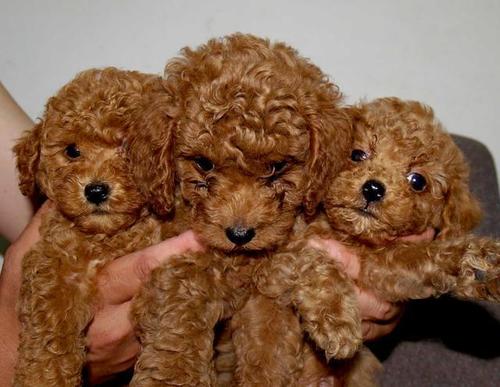 泰迪打了狂犬疫苗咬人是不是没事,泰迪咬人是什么原因引起的