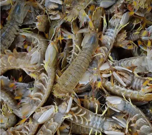 虾爬子多了应该怎么做合适,虾爬子的正确打开方式