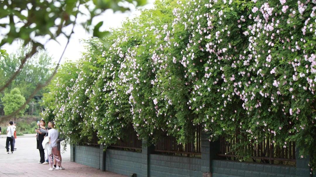 最美的人间四月天演唱视频,最美的人间四月天如约而至