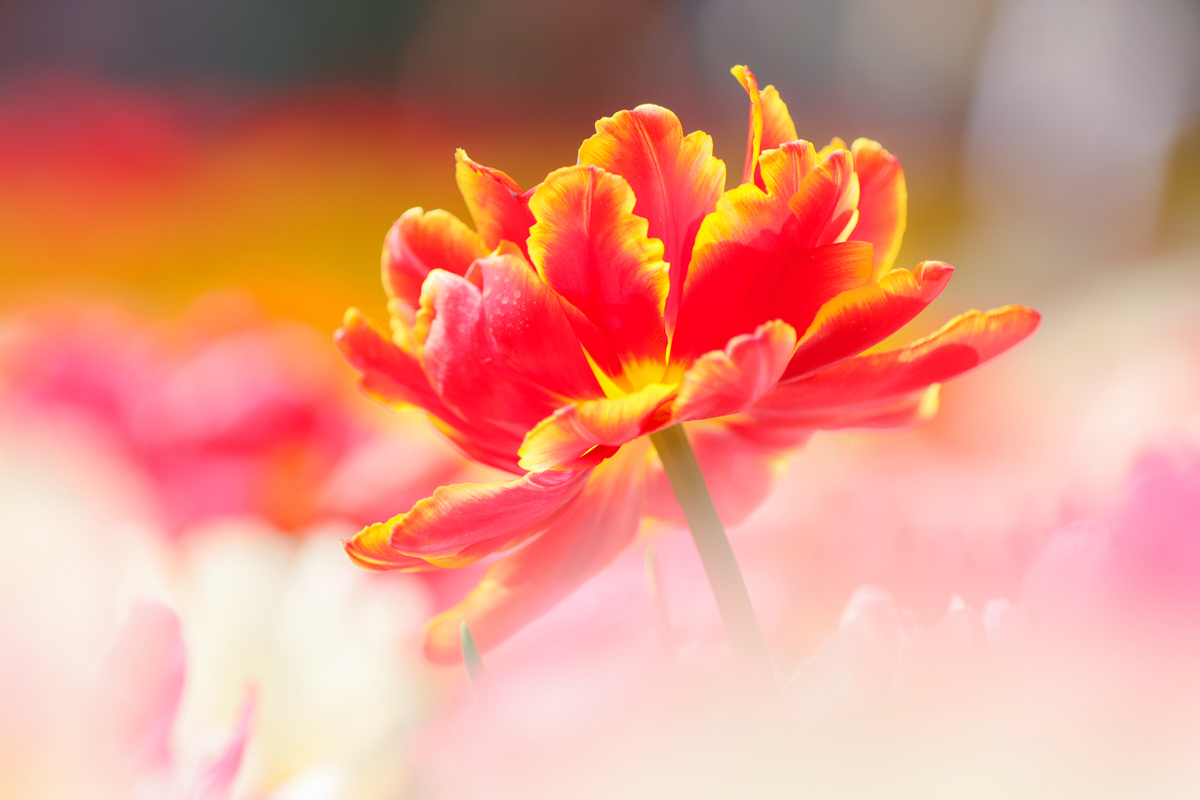 佳能canoneos200dii测评,佳能canoneos200dii单反相机