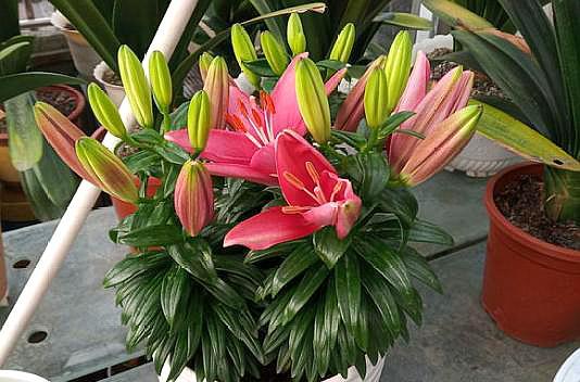 盆栽百合施肥,盆栽百合种球施什么肥