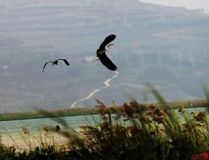 甘肃省庆阳市发展特点,甘肃省庆阳市有哪些县区