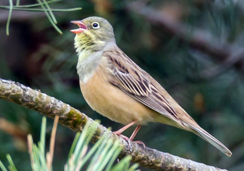 强迫进食，“填鸭式”育肥，用酒溺死后再烤，法国大餐的残忍吃法