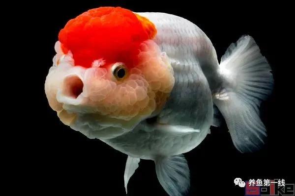 金鱼的种类图片和名字观赏,金鱼的品种分别有哪些图片