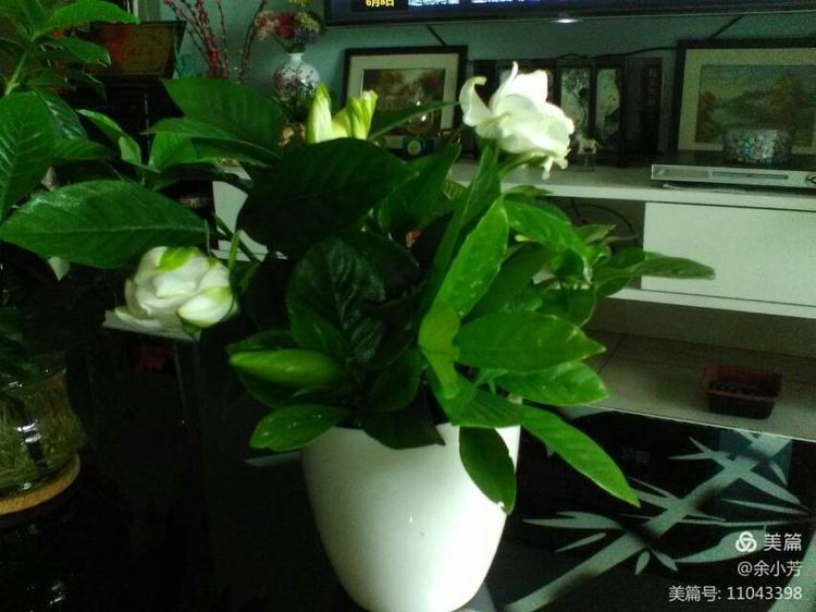 栀子花开舞蹈视频,栀子花开何炅