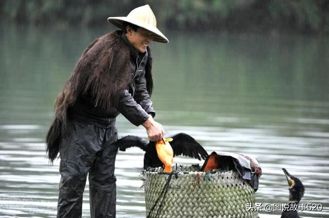 鱼鹰入水抓鱼,鱼鹰抓鱼有多厉害