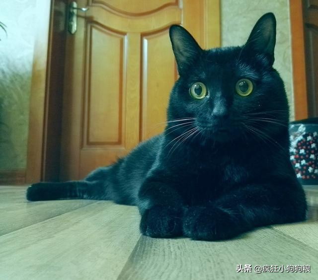 狗的寿命和猫的寿命,猫寿命和人寿命对比