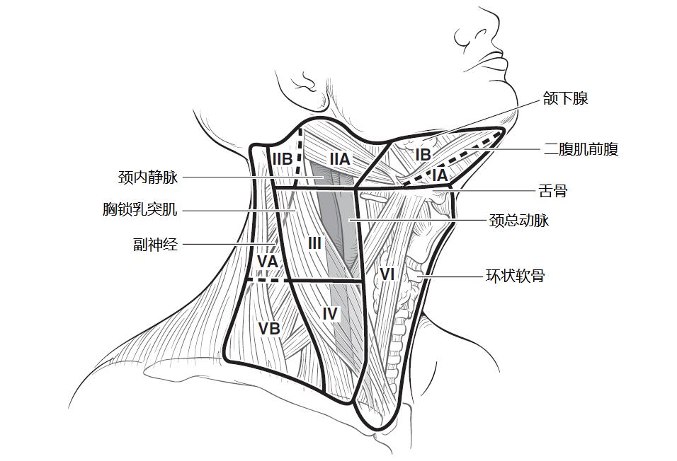 甲状腺癌为恶性肿瘤,甲状腺癌发病率全国数据