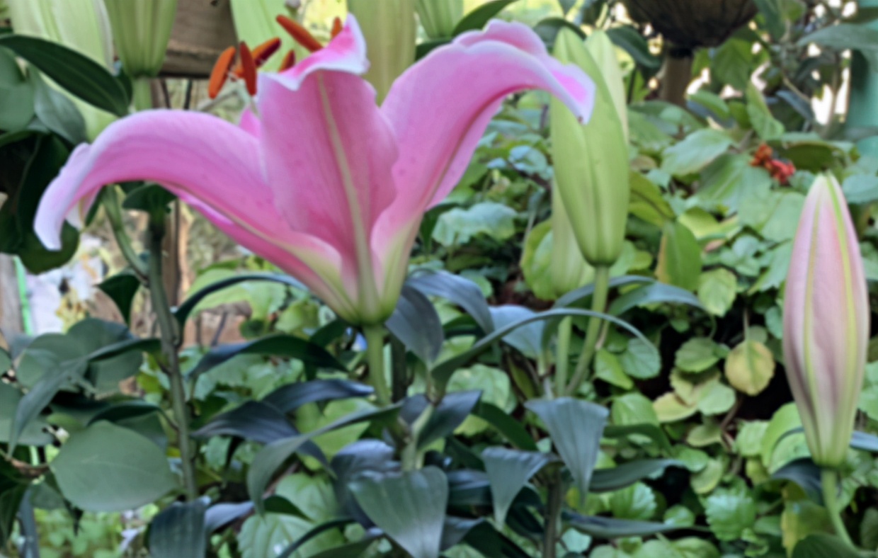 盆栽百合叶子发黄怎么办,新鲜百合冷冻后发黄是什么原因