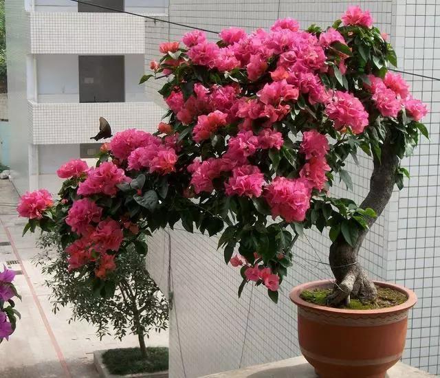 没有生根剂月季怎么扦插生根快,扦插玫瑰花没用生根剂可以生根吗