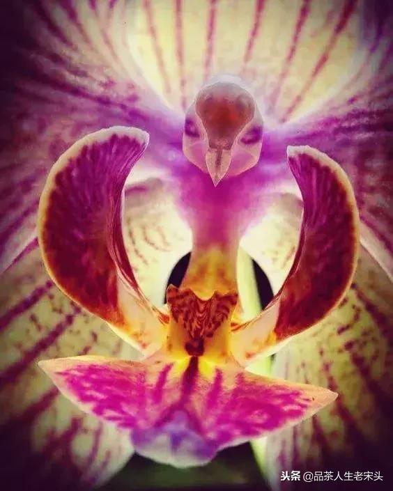 最新世界十大“怪”,最后一个太绝了!