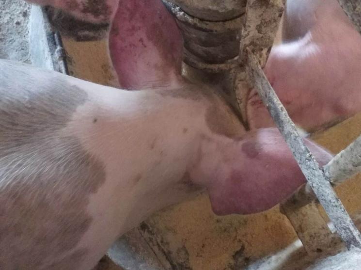 小猪耳朵发红有紫块是咋回事,小猪耳朵边缘发紫怎么回事