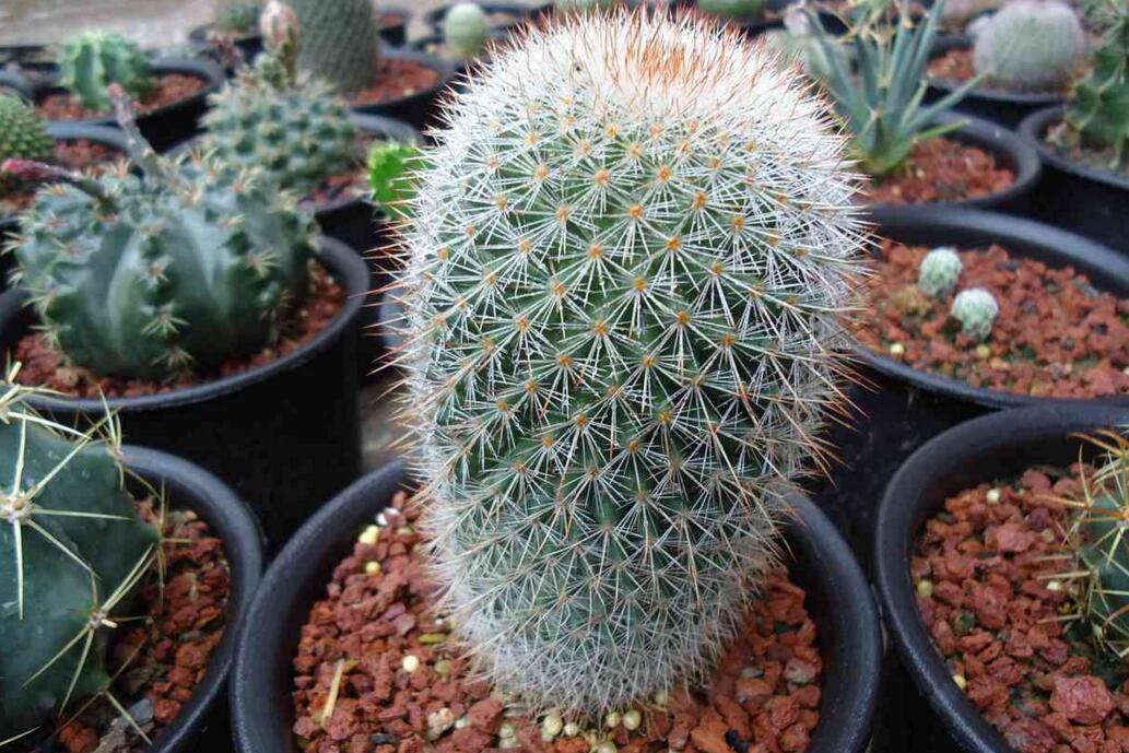 品种大全丨30个仙人球品种图鉴，每个都可爱肉萌到想要全部搬回家