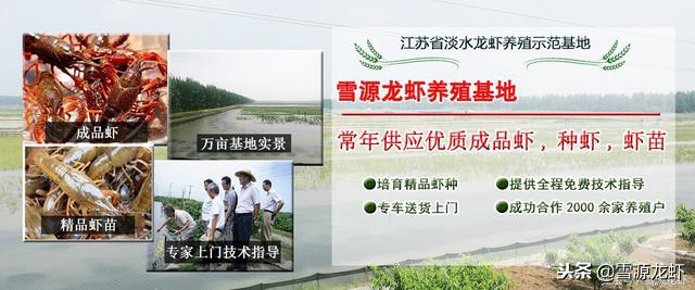 养龙虾需要具备哪些条件,龙虾养殖会遇到什么问题