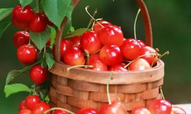 陕西樱桃采摘园大樱桃,西安樱桃采摘基地推荐