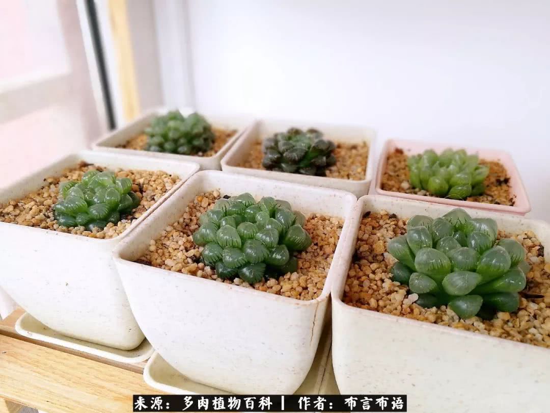 从多肉上感悟人生,多肉的真实生活感悟