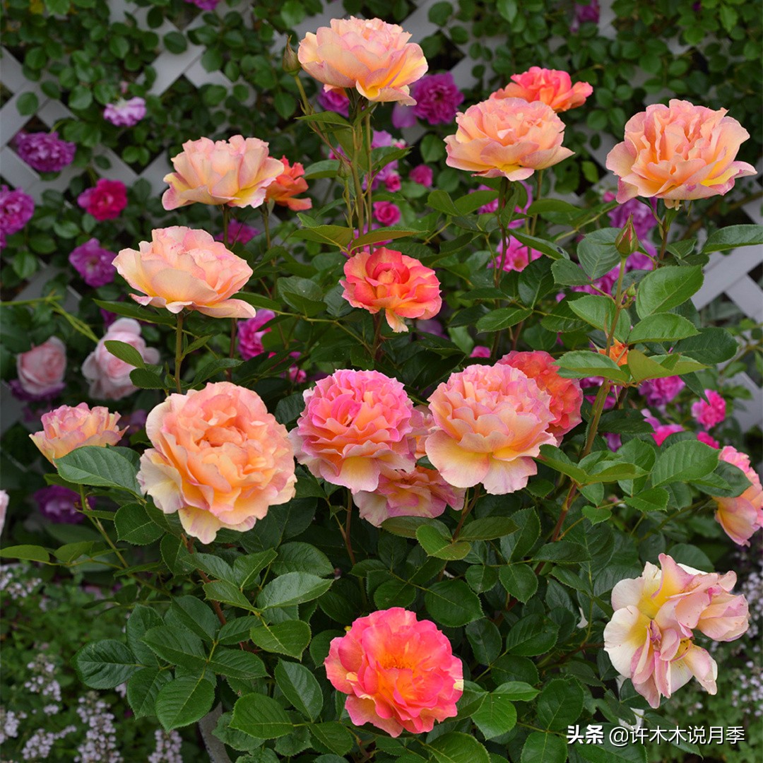 月季盆长蘑菇用什么药,月季发现烂根要怎么处理