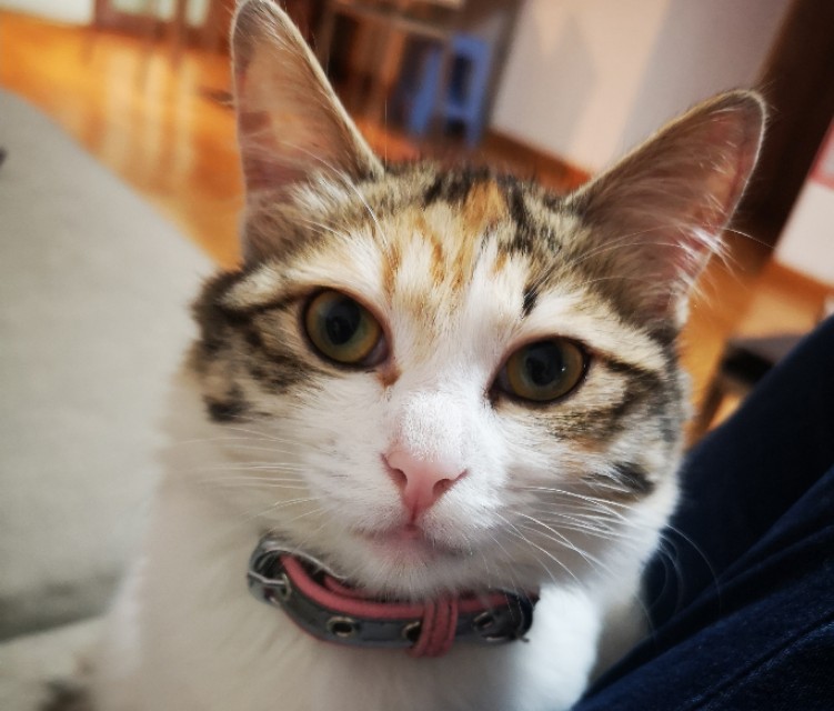 家里有小孩养猫怎么处理猫毛,家有孩子养猫注意事项