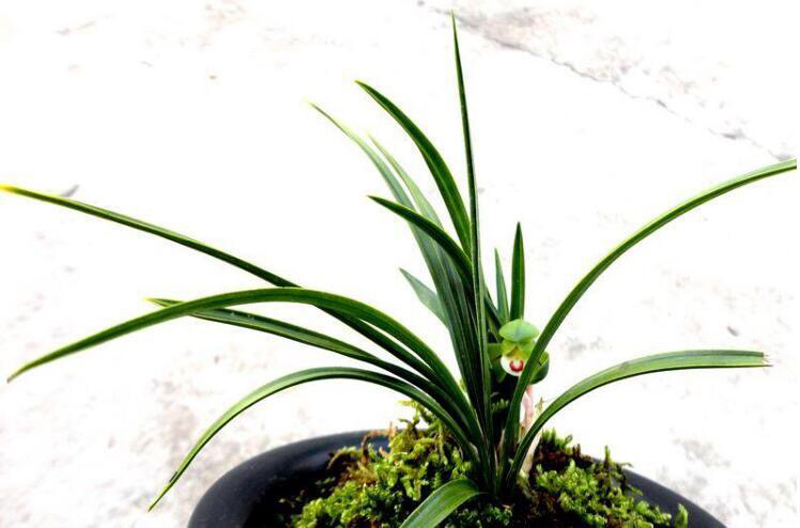 兰花叶子尖发黑是什么原因,兰花叶子底部发黑腐烂用什么药