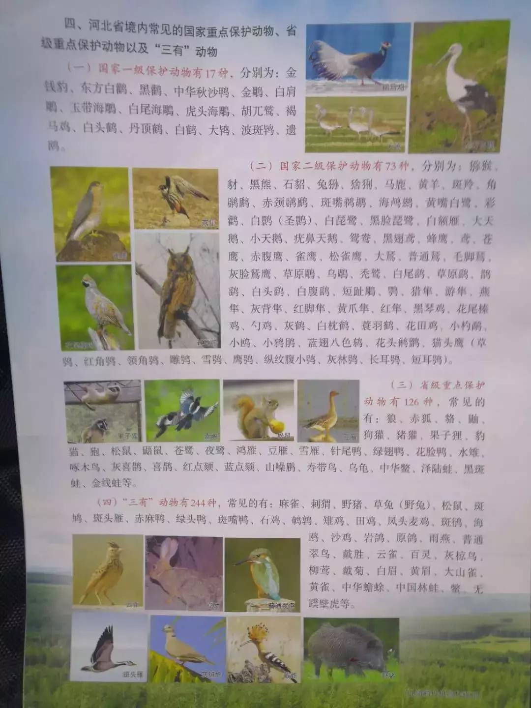 今天！涿州人都在传这段3分钟的“大鸟”视频，朋友圈都炸锅了……