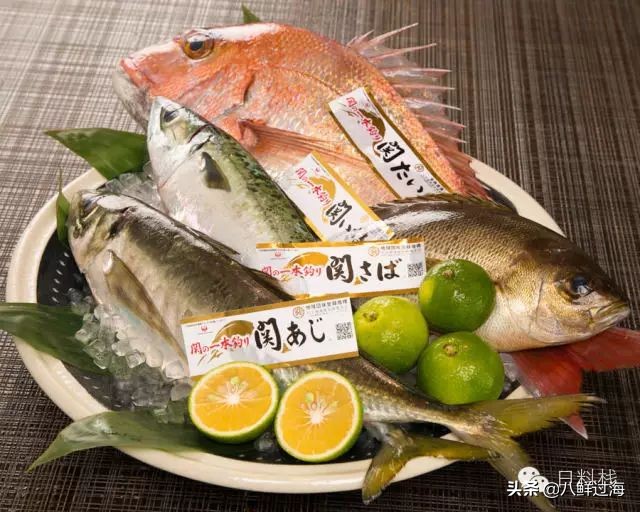 鲭鱼｜虽生犹死的那种境界……