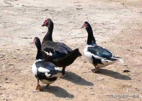 鸭流感会大面积的爆发吗,鸭禽流感的症状和表现是什么