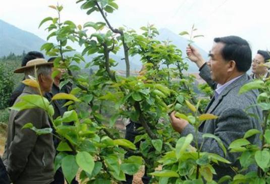 梨树的花期管理,秋月梨树花期管理