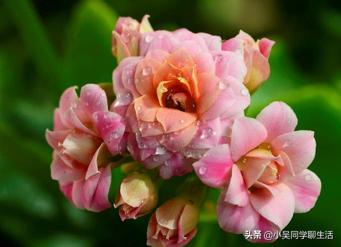 长寿花长势很好为啥还有气生根,长寿花生长快不