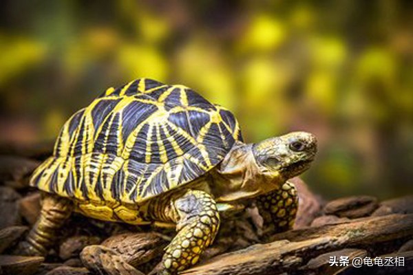 秋季养龟注意事项,新手养乌龟需要注意哪些事项