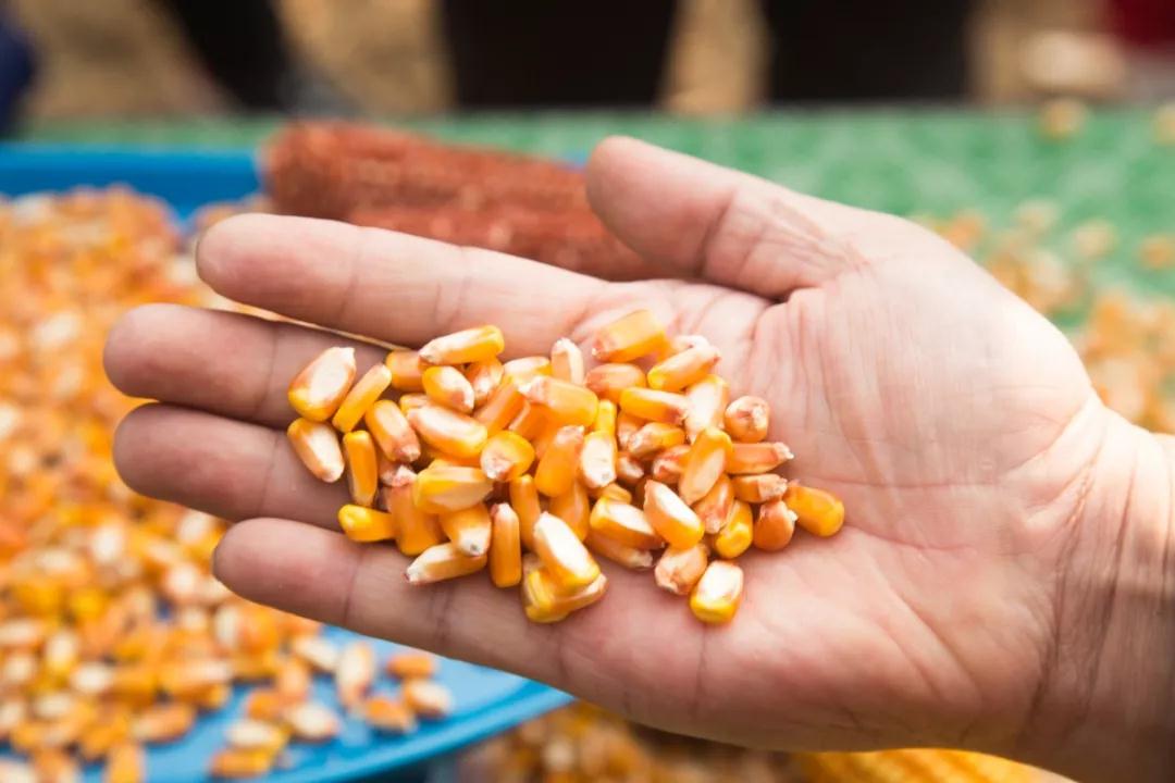 又一个大棒、耐密、抗倒、抗病玉米新品种上市，最高亩产2083斤