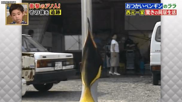 去世的企鹅复活,死去的企鹅