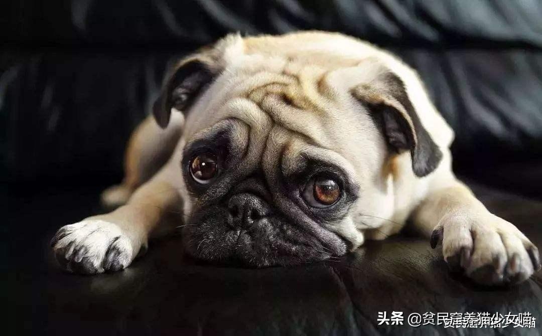 巴哥犬是世界上第几聪明的狗,纯白色的巴哥犬为什么那么少见