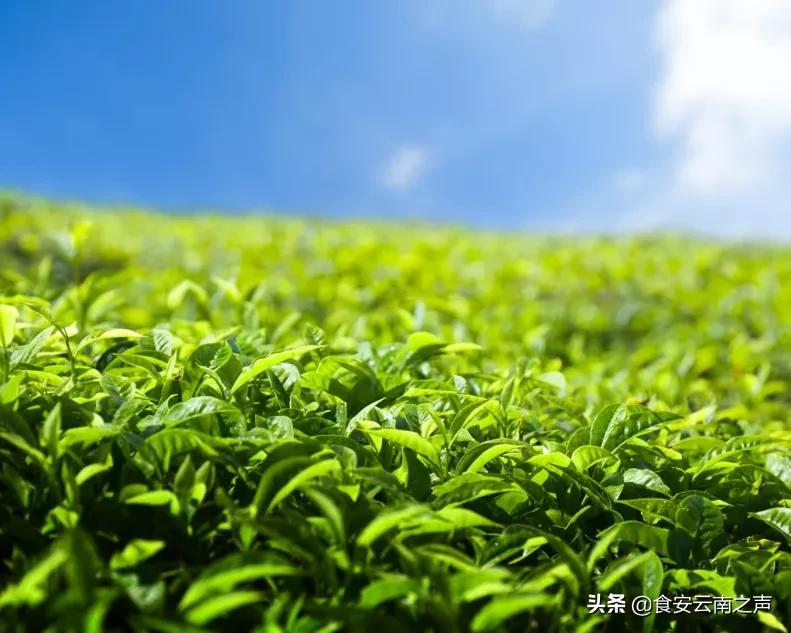 中国茶业品牌发展现状,中国茶叶品牌建设方案