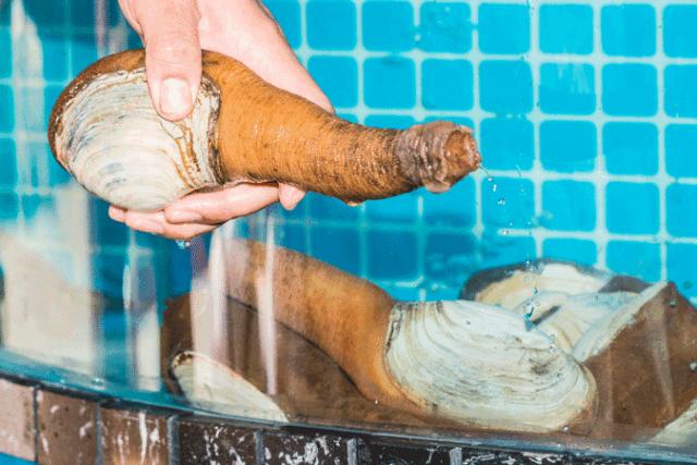 曝光魔都这家“Lamer火锅”，锅底免费送，鲍鱼不要钱！