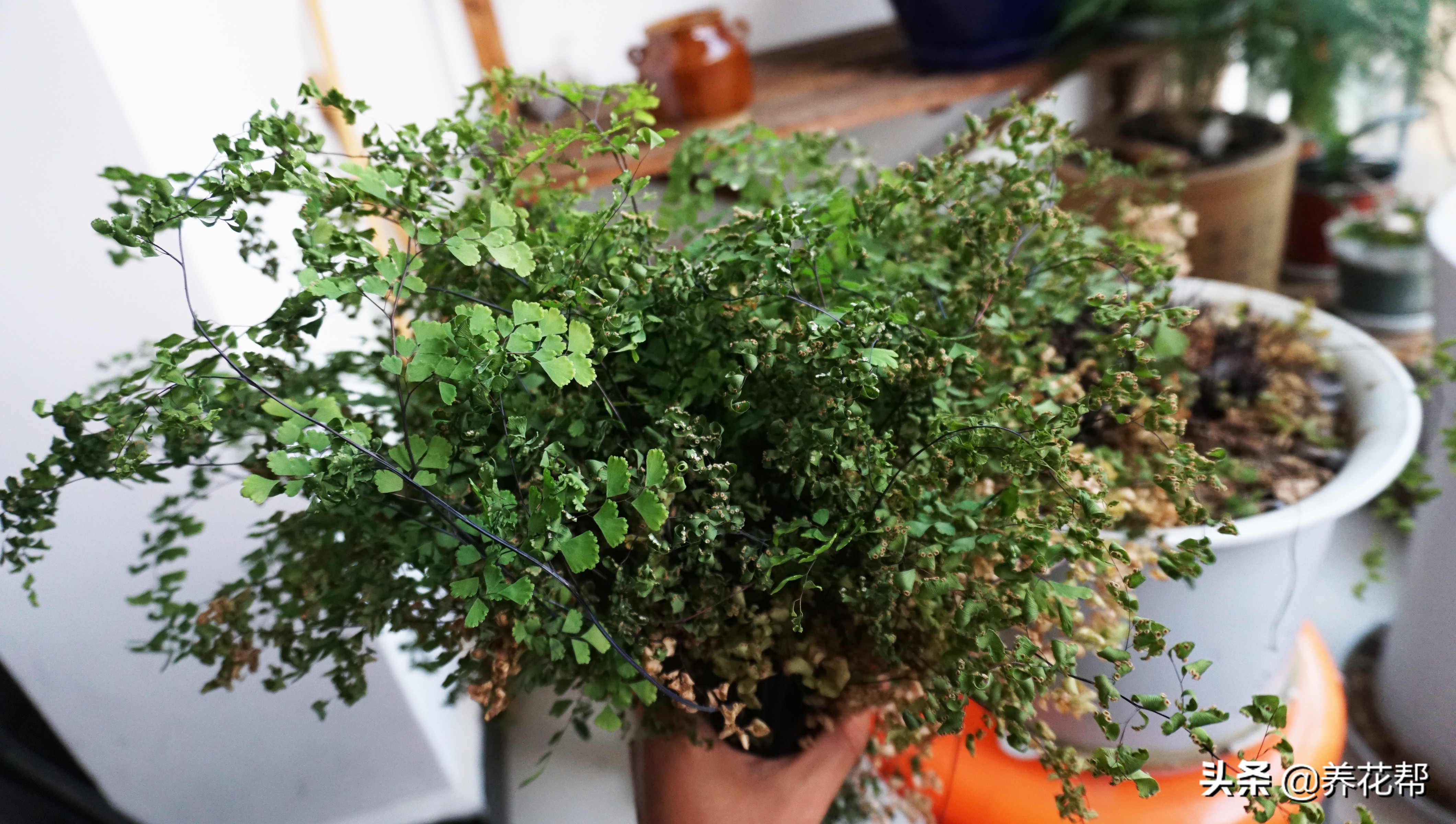 铁线蕨枯叶、黄叶不必慌,这样处理明年照样长爆盆