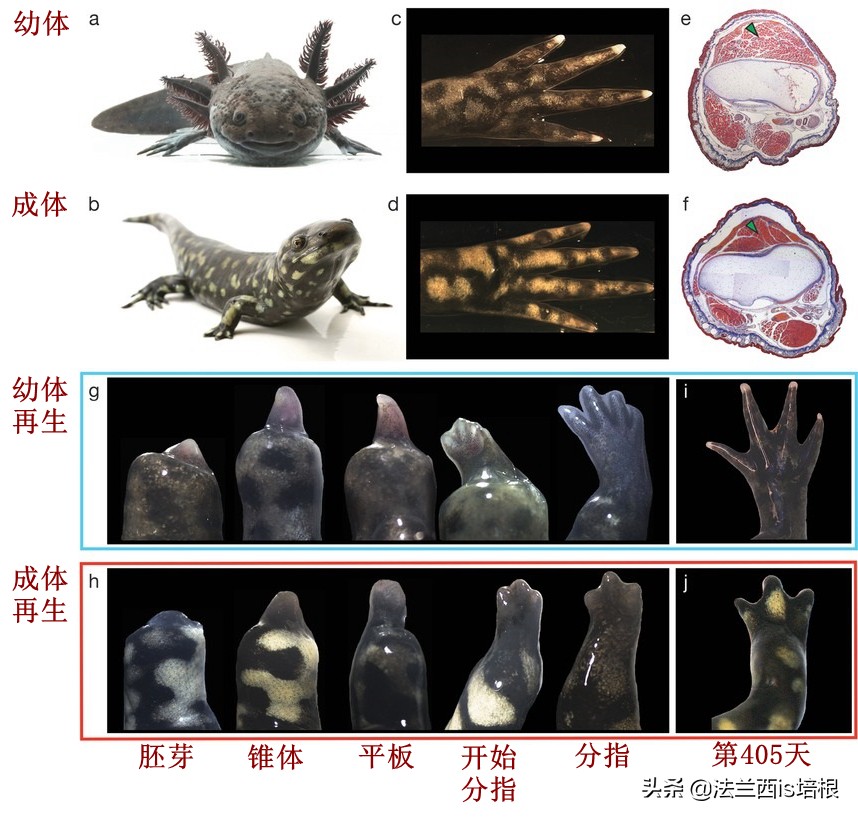 六角恐龙为什么24小时没有便便,怎么判定六角恐龙是否成年