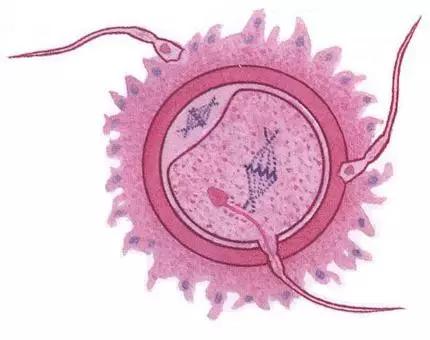 取了两个卵子胚胎成功概率大吗,取出的卵子质量差胚胎成功率高吗